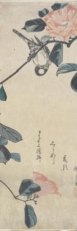 (Bird on Camellia), Early 19th Century - Giclee Print, 8x24