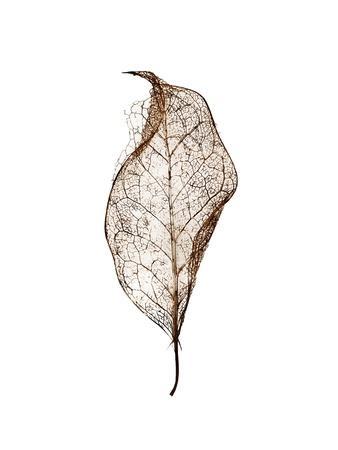 Leaf - Photographic Print, 12x16