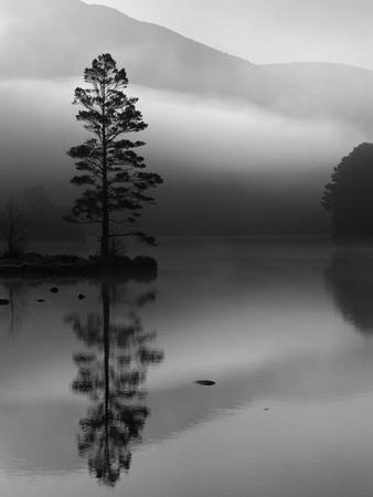 Scots Pine Tree Reflected in Lake at Dawn, Loch an Eilean, Scotland, UK - Photographic Print, 12x16