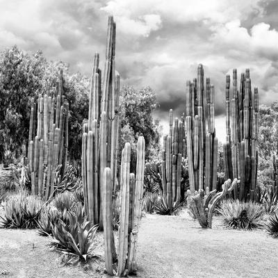 ?Viva Mexico! Square Collection - Cardon Cactus B&W II - Photographic Print, 16x16